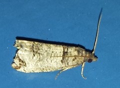 Notocelia culminana