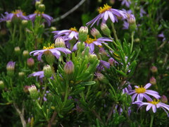 Felicia fruticosa