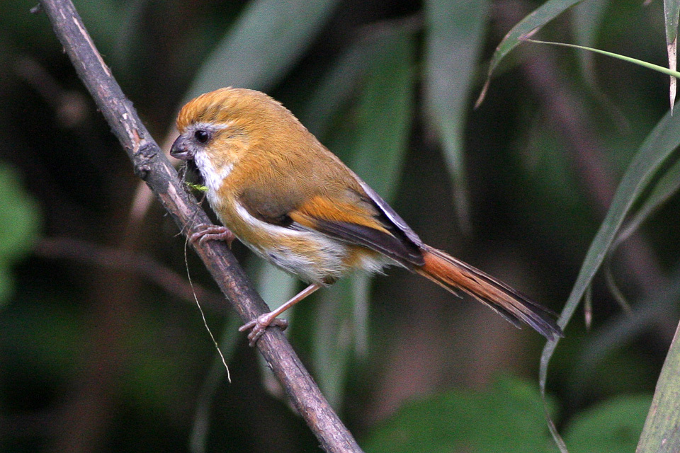 Golden Parrotbill
