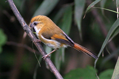 Golden Parrotbill photo 1