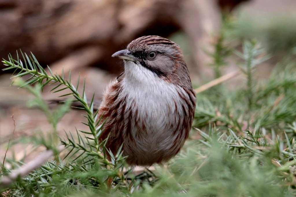 Beijing Babbler