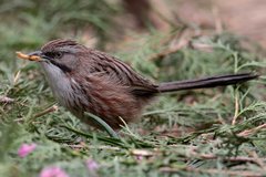 Beijing Babbler photo 2