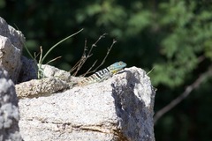 Petrosaurus thalassinus