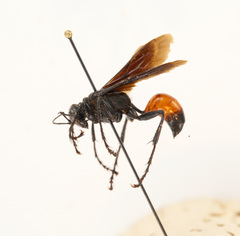Palmodes dimidiatus