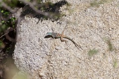 Petrosaurus thalassinus