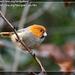 Short-tailed Parrotbill - Photo (c) t72@中国鸟类图库, some rights reserved (CC BY-NC-SA)