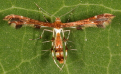 Geina tenuidactylus