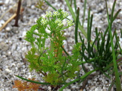 Dasispermum