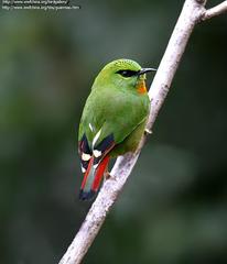 Fire-Tailed Myzornis photo 3