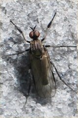 Diptera