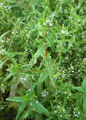 Veronica anagalloides