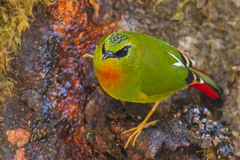 Fire-Tailed Myzornis photo 4