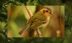 Poecilotriccus plumbeiceps