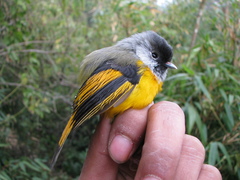Golden-Breasted Fulvetta photo 5