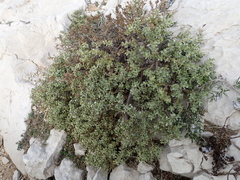 Thymelaea tartonraira