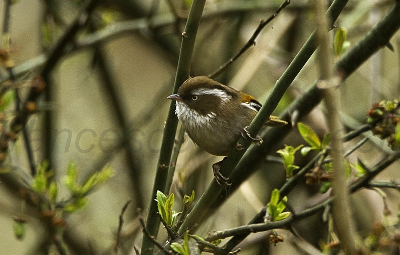 White-Browed Fulvetta