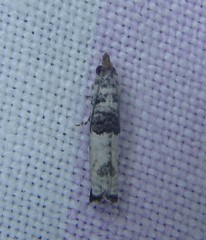 Spilonota constrictana