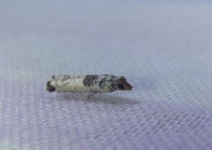 Spilonota constrictana