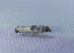Spilonota constrictana