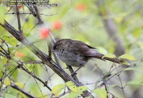 Chinese Fulvetta