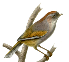 Spectacled Fulvetta photo 2