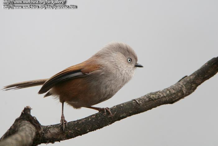 Gray-hooded Fulvetta (Fulvetta cinereiceps) photo