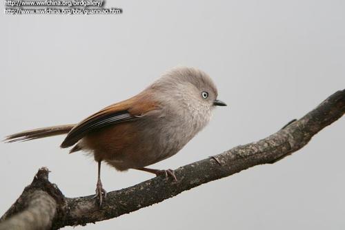 Grey-hooded Fulvetta