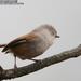 Grey-hooded Fulvetta - Photo (c) 老爷子@中国鸟类图库, some rights reserved (CC BY-NC-SA)