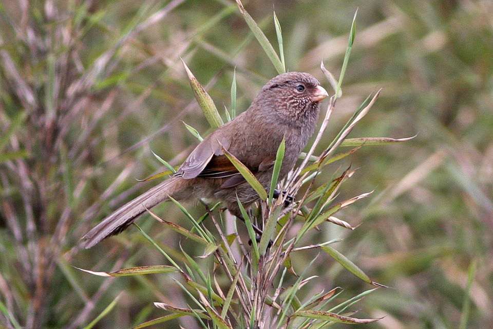 Brown Parrotbill photo
