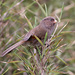 Brown Parrotbill - Photo (c) Ron Knight, some rights reserved (CC BY)
