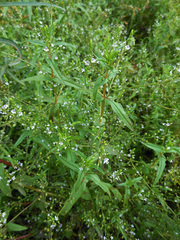 Veronica anagalloides