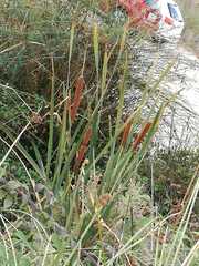 Typha