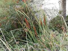 Typha