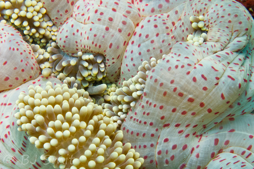 Stichodactyla mertensii