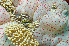 Stichodactyla mertensii