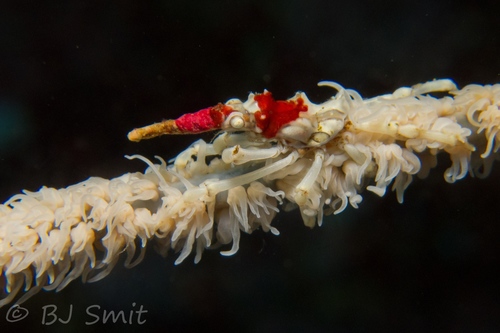 Xenocarcinus tuberculatus
