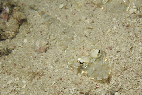 Platycephalidae