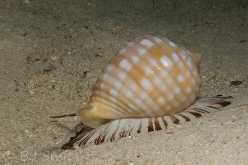 Malea pomum