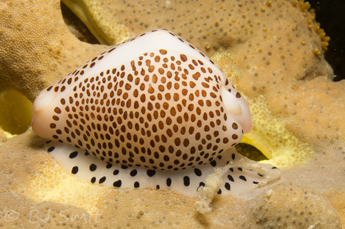 Calpurnus verrucosus