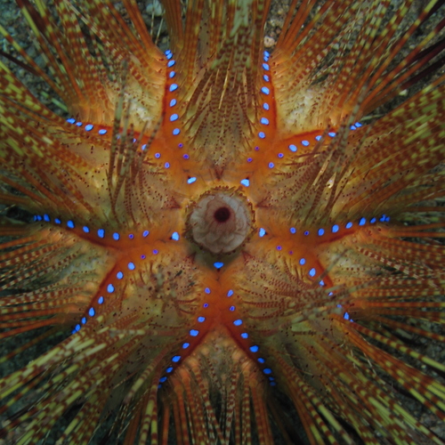 Astropyga radiata
