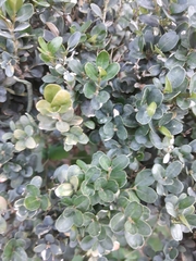 Buxus