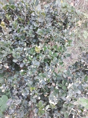 Buxus