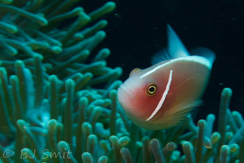 Amphiprion perideraion