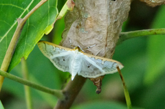 Palpita annulifer