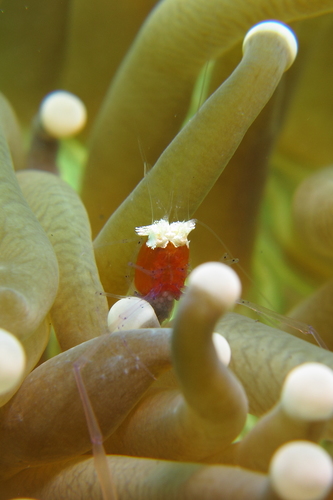 Mushroom Coral Shrimp