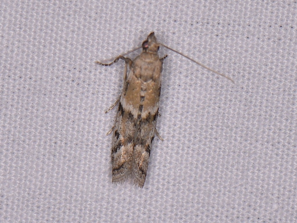 Ephestiodes mignonella
