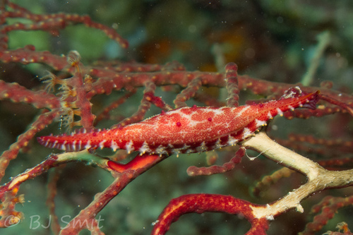 Ovulidae