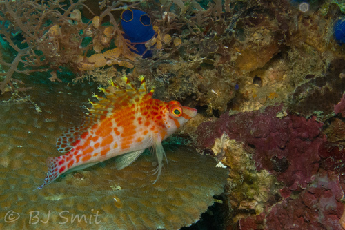 Cirrhitichthys falco