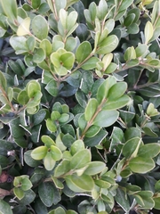 Buxus