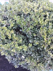 Buxus